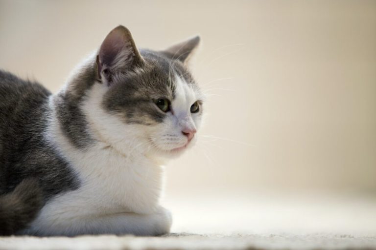 Comment aider les chats à perdre du poids avec des croquettes sans céréales ?