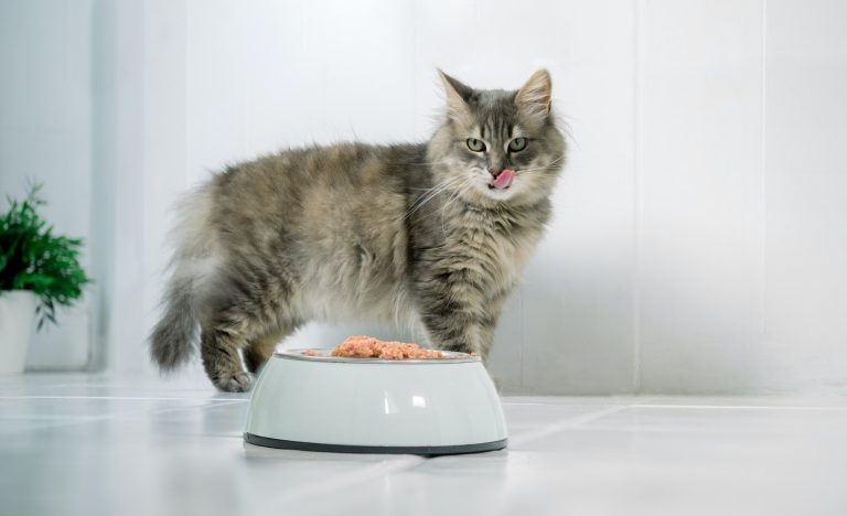 Comment choisir les bonnes croquettes sans céréales pour aider votre chat à perdre du poids ?