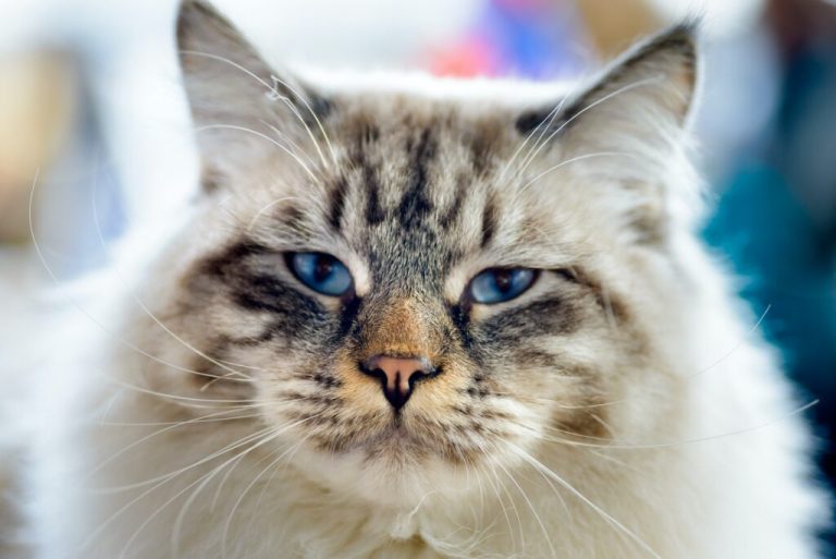 Obésité chez les chats : Pourquoi les croquettes sans grains sont-elles une solution pour la perte de poids ?