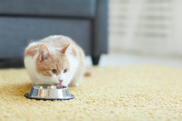 Principaux ingrédients des croquettes sans céréales pour la perte de poids des chats
