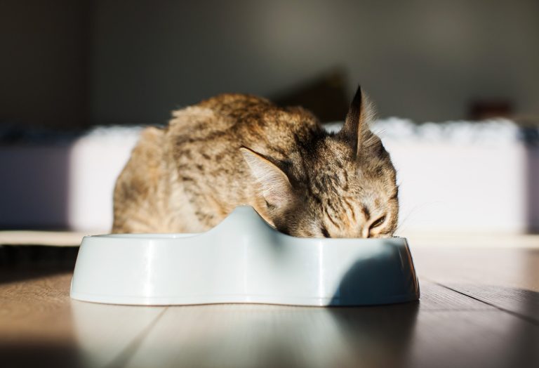 Stratégies pour aider les chats à perdre du poids avec des croquettes sans céréales